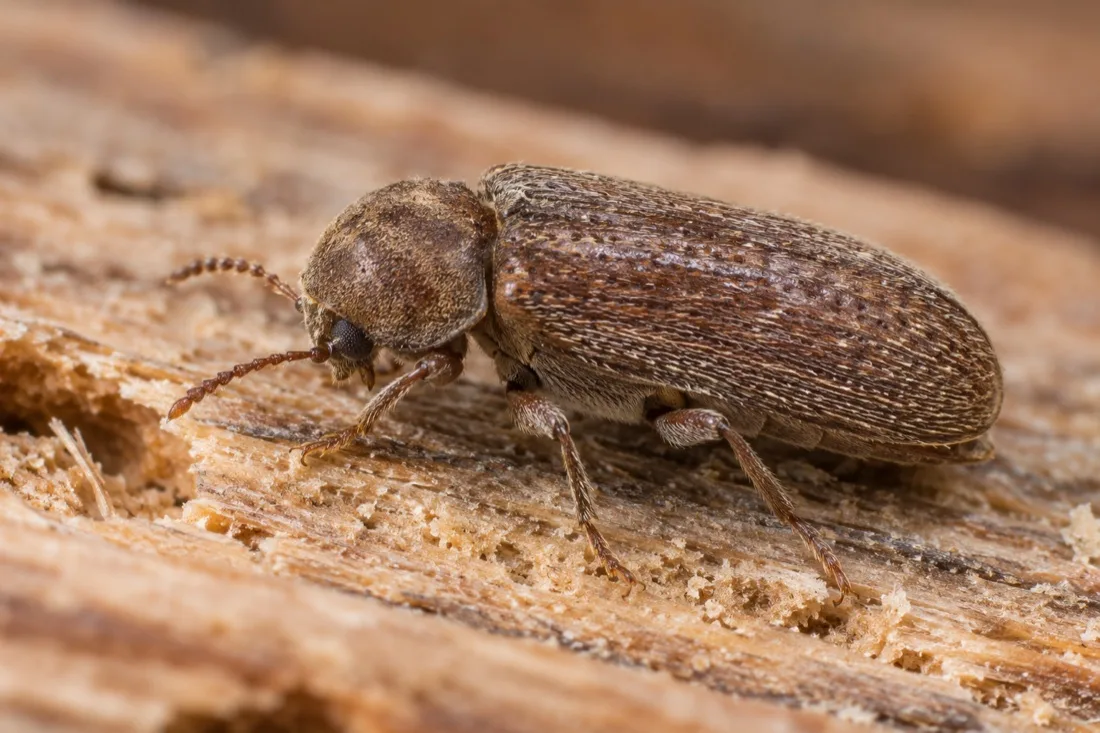 Взрослый мебельный точильщик Anobium punctatum на древесине