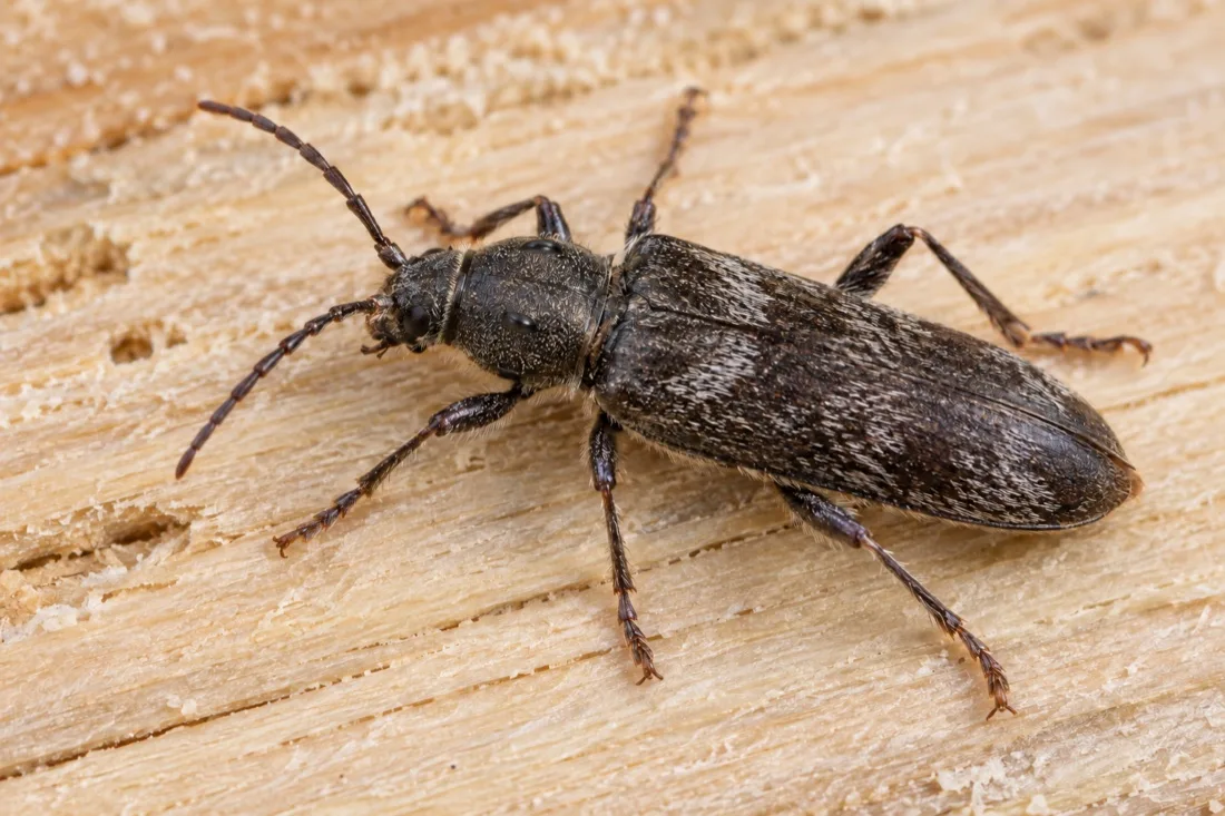 Взрослый домовый усач Hylotrupes bajulus на сухой древесине
